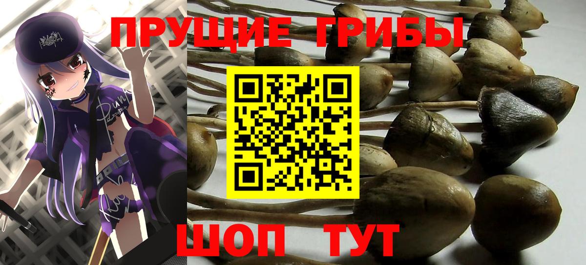 Псилоцибиновые грибы Magic Shrooms  где купить наркотик  Тара  Вход с VPN  Псилоцибиновые грибы Magic Shrooms 